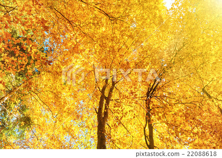 Orange trees with red leaves 22088618