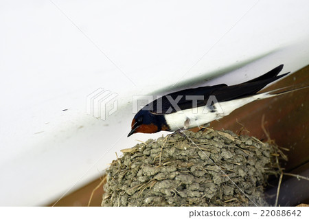 Swallow under the eaves 22088642
