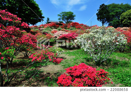 笠間市，茨城縣笠間杜鵑花公園笠間杜鵑花節 22088658