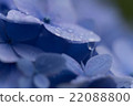 hydrangea   22088800