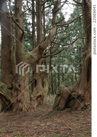 一個巨大的雪鬆在幻想森林裡 22089045