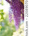  紫藤花 22089070