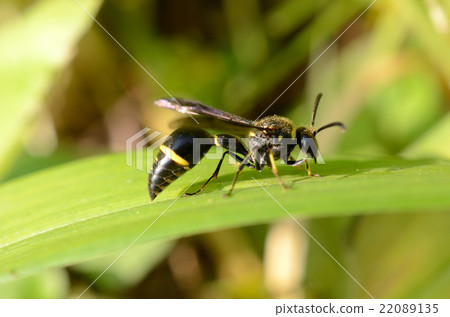 Mikado Tombari,皇帝Tokuji Bee Mikado Tombari,皇帝Tokuji Bee 22089135