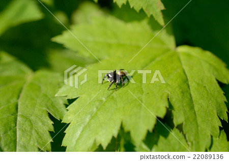 Mamijiro甜蜘蛛網瀏覽蜘蛛 22089136