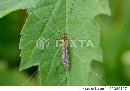 Kurohoso gagambo · yellow fine mosquito sauce 22089137