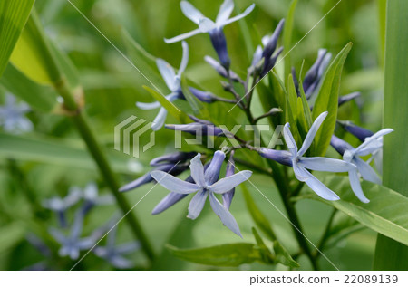 Clove and Tussa grass flowers 22089139