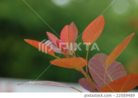 煙樹的年輕葉子 22089489