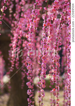 垂柳 垂柳 22089504