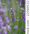 薰衣草 22089532