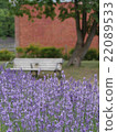 薰衣草田 22089533