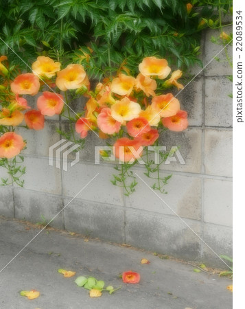 Nausuz Kazura Nausuz Kazura 22089534