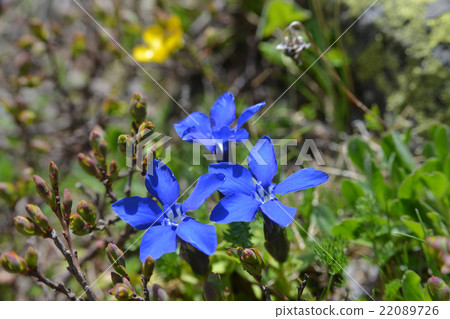 Gentiana 22089726