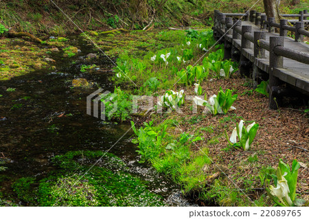 Himekawa source flow Himekawa source flow 22089765