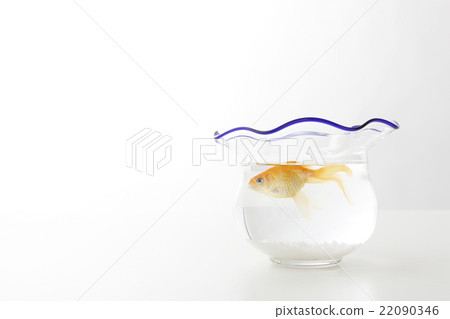 金魚 金魚 22090346