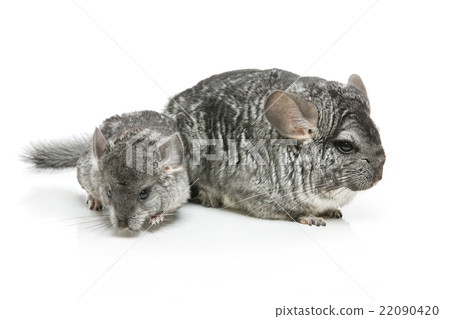 Two chinchillas isolated over white background 22090420