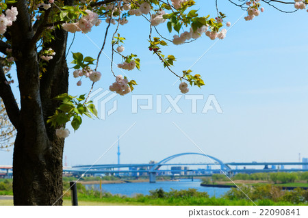 Arakawa Tsutsumi五色櫻花Ichiba和東京天空樹 Arakawa Tsutsumi五色櫻花Ichiba和東京天空樹 22090841