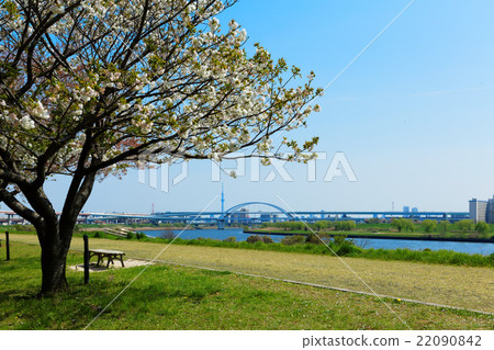 Arakawa Tsutsumi五色櫻花Ichiba和東京天空樹 Arakawa Tsutsumi五色櫻花Ichiba和東京天空樹 22090842