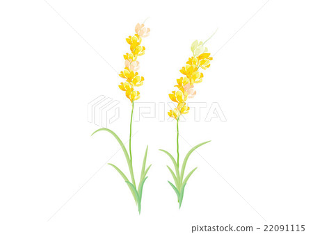 Hyacinth yellow flowers on white background - Stock Illustration ...