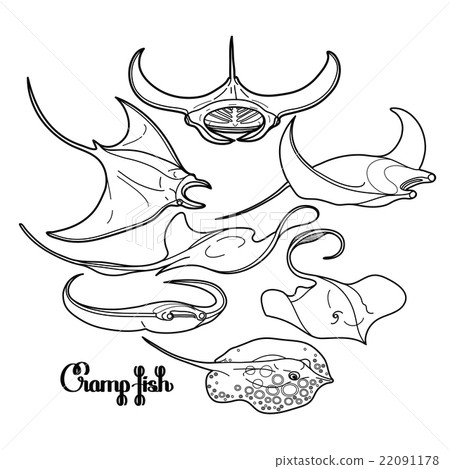 Graphic cramp fish collection - Stock Illustration [22091178] - PIXTA