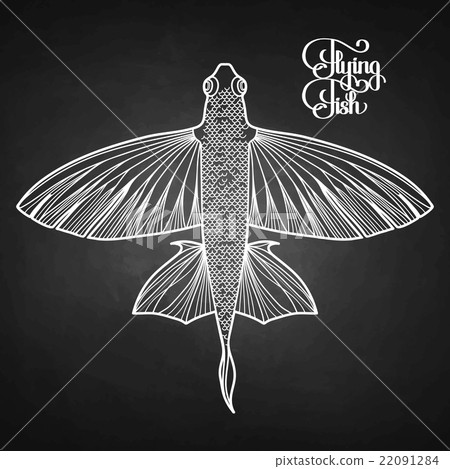 Graphic flying fish Graphic flying fish 22091284