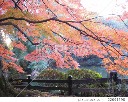Autumn leaves Autumn leaves 22091398