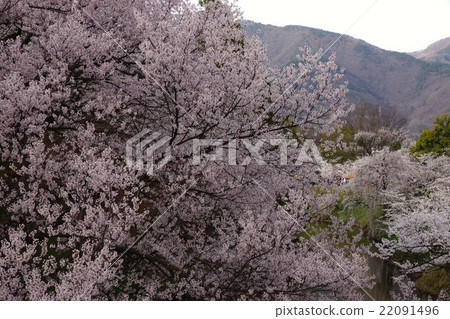 真田丸丸Motoshiro櫻花春天信州上田城(真田城堡) 真田丸丸Motoshiro櫻花春天信州上田城(真田城堡) 22091496