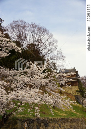 真田丸丸Motoshiro櫻花春天信州上田城（真田城堡） 22091523