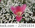 Tulip 22091834