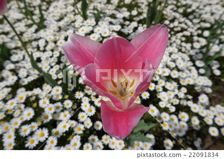 Tulip Tulip 22091834