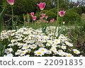 Tulips are beautiful 22091835