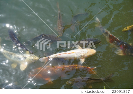 鯉魚 22091837