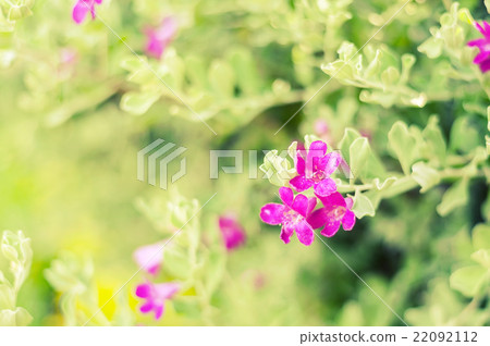 Purple flower blur background 22092112