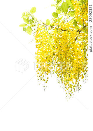 yellow Golden shower flower isolate on white bac 22092321