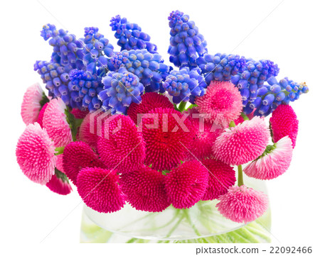 Muscari and Daisy Flowers 22092466