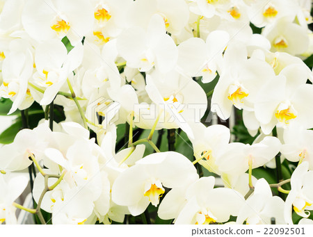 Bunch of white orchids  22092501