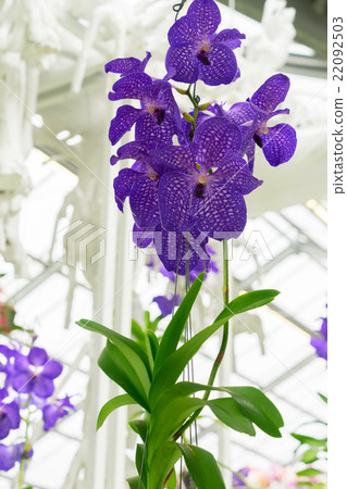 Bunch of blue orchids Bunch of blue orchids 22092503