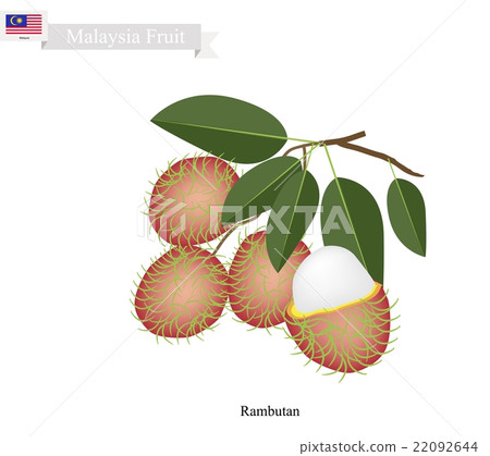 Fresh Rambutan, A Famous Fruit in Malaysia 22092644