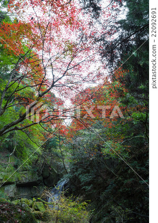 Cow Takiyama Jinsei Waterfall 22092691