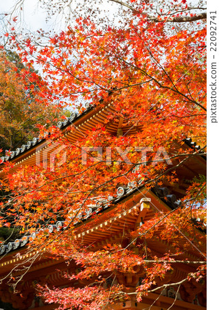 Daitokuji寶塔秋葉 Daitokuji寶塔秋葉 22092741