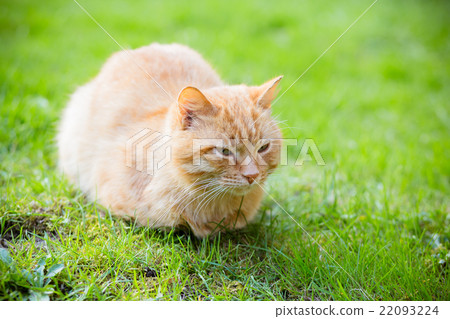 Portrait of red-headed sleepy cat  22093224