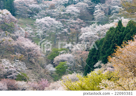 Yoshino cherry 1,000 pieces 22093381