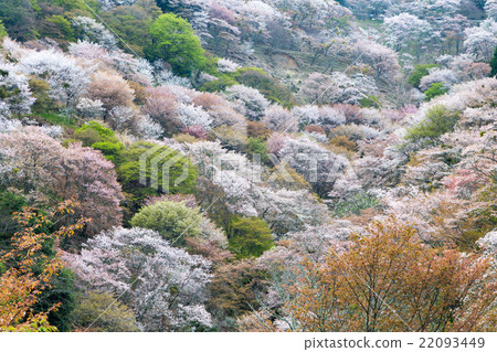 吉野櫻桃1000件 22093449