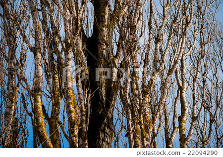 brunch of tree in dry season. 22094290