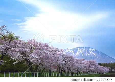 岩手和櫻花一排排 22094327