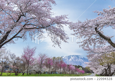 櫻花和雪山 櫻花和雪山 22094328
