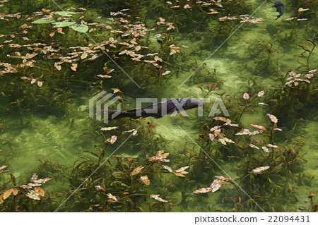 Pond of monet Pond of monet 22094431