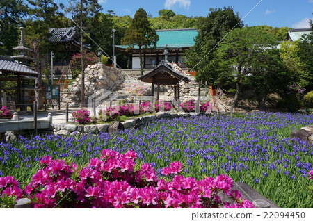 Kakitsubata盛開神戶市花卉景點“太極寺” 22094450