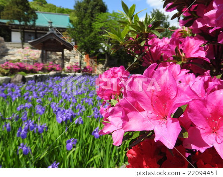 Kakitsubata full bloom Kobe City flower sights "Taiji Temple" Kakitsubata full bloom Kobe City flower sights "Taiji Temple" 22094451