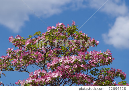 Dogwood Dogwood 22094528