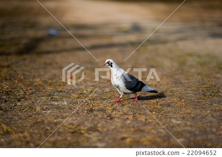 Stock Dove (Columba oenas)  22094652